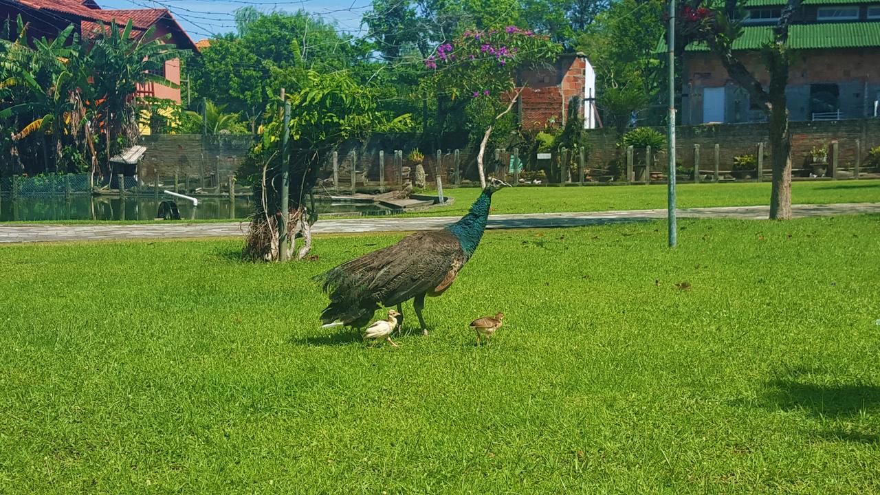Florianópolis Pousada Pavao Branco المظهر الخارجي الصورة